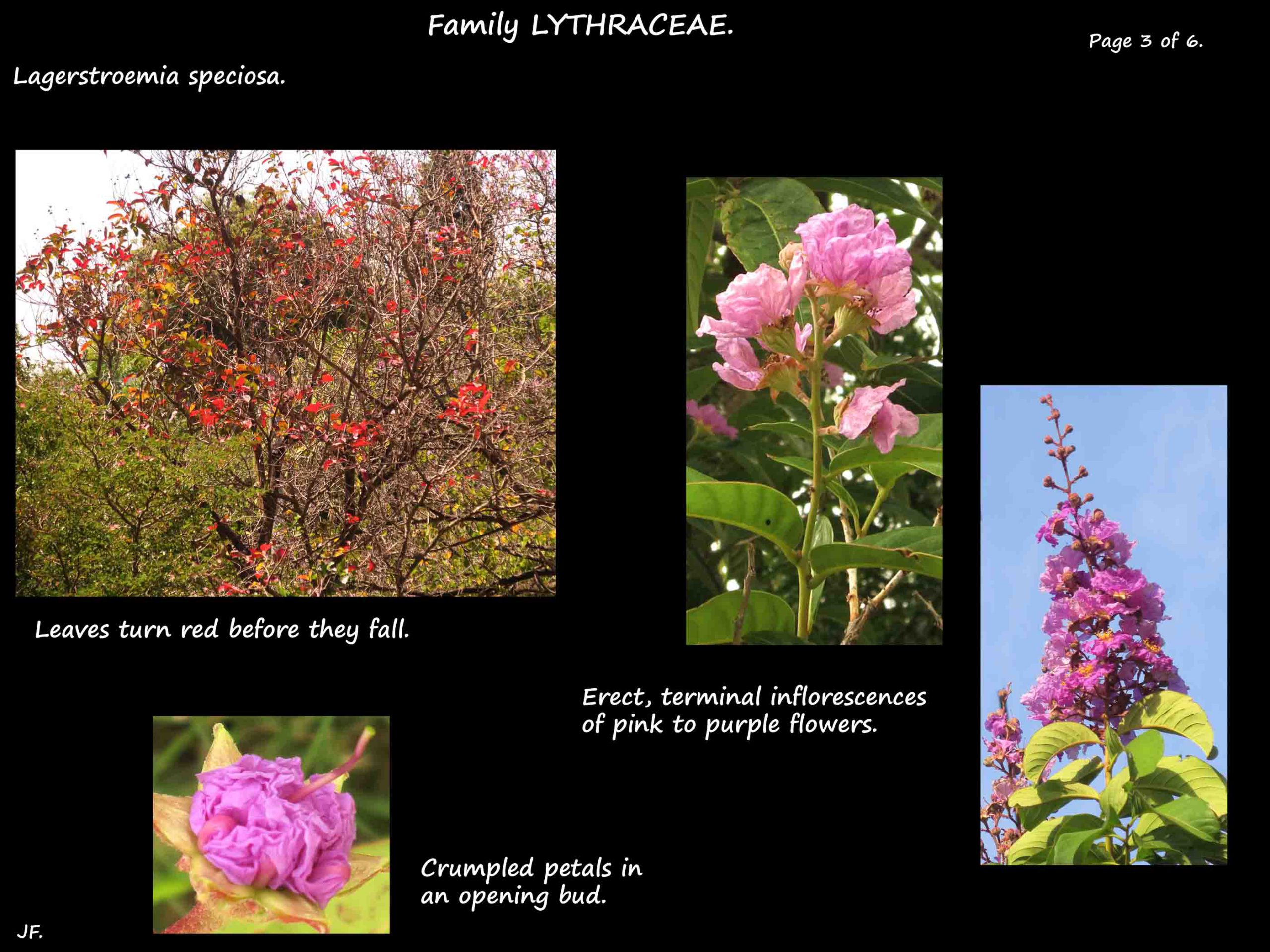 3 Lagerstroemia speciosa terminal inflorescences